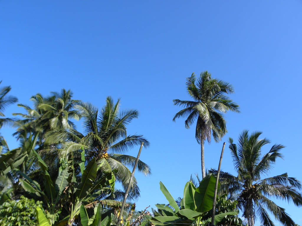 Coconut Tree Pokok Kelapa